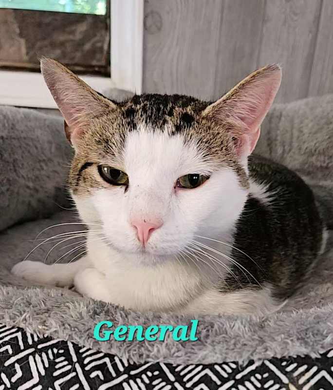 Photo of General #image