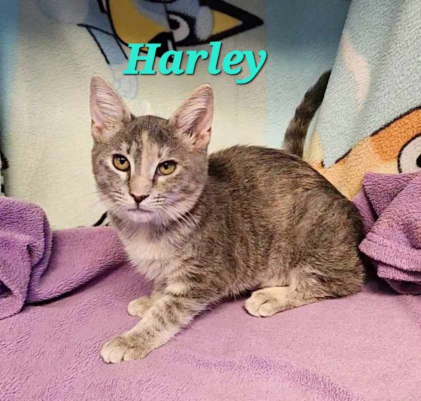 Photo of Harley #image