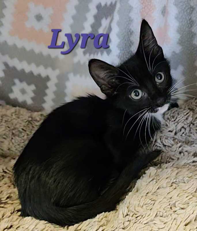 Photo of Lyra #image