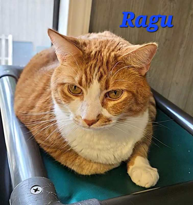 Photo of Ragu #image