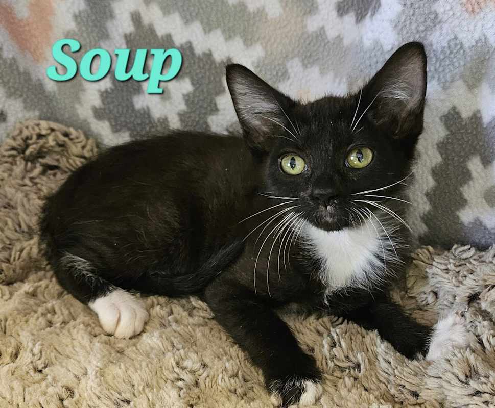 Photo of Soup #image