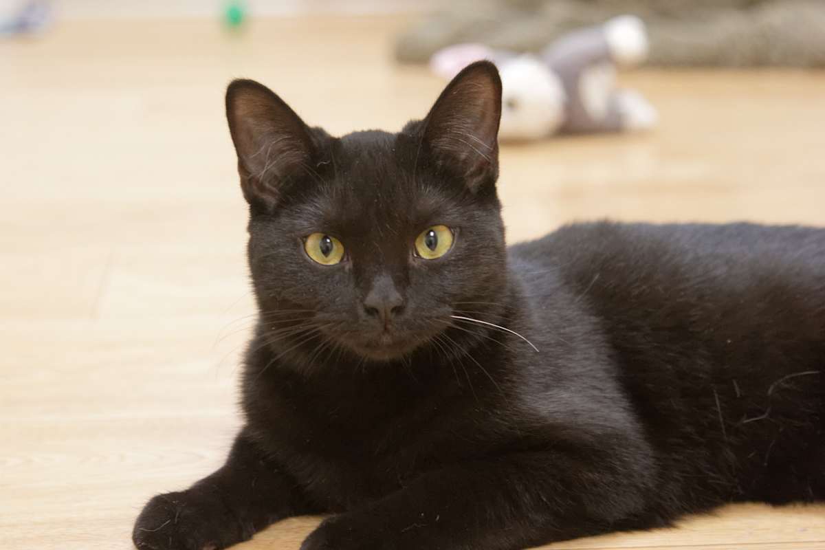 Photo of Kipper #image