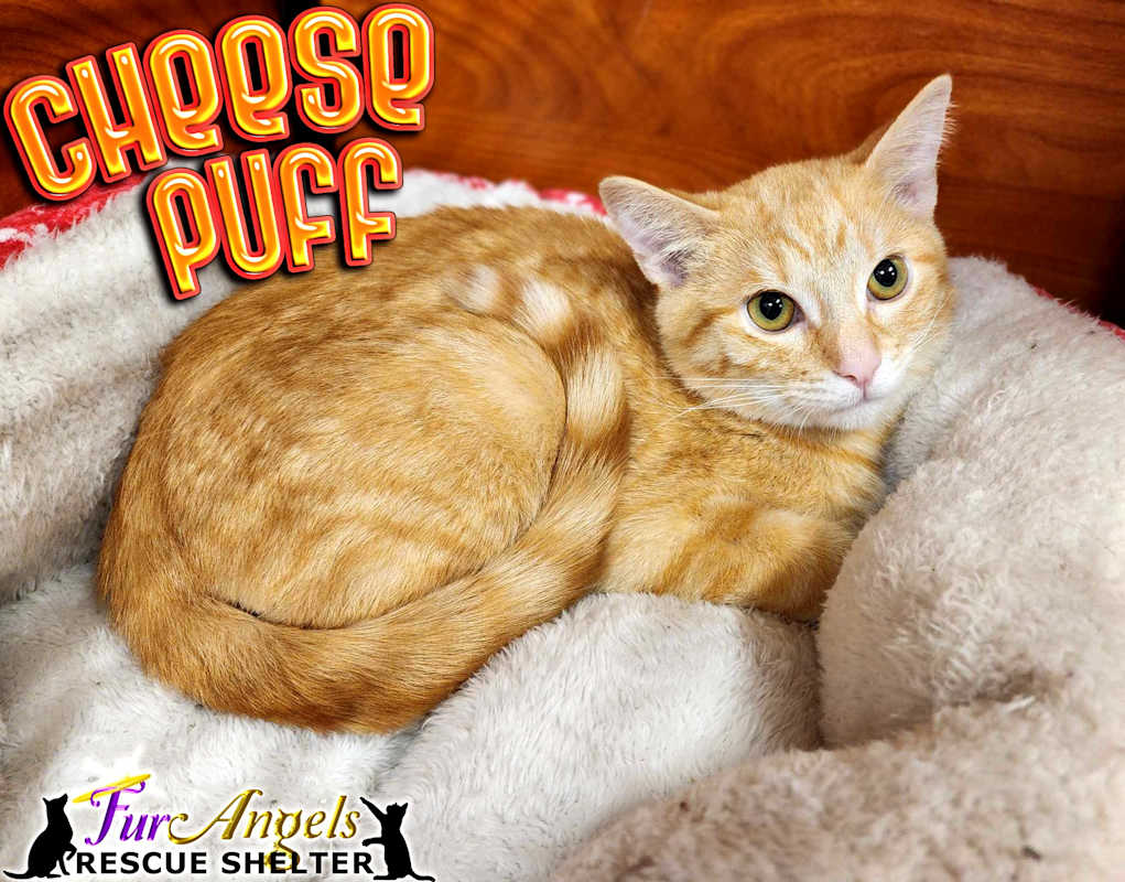 Photo of Cheese Puff #image
