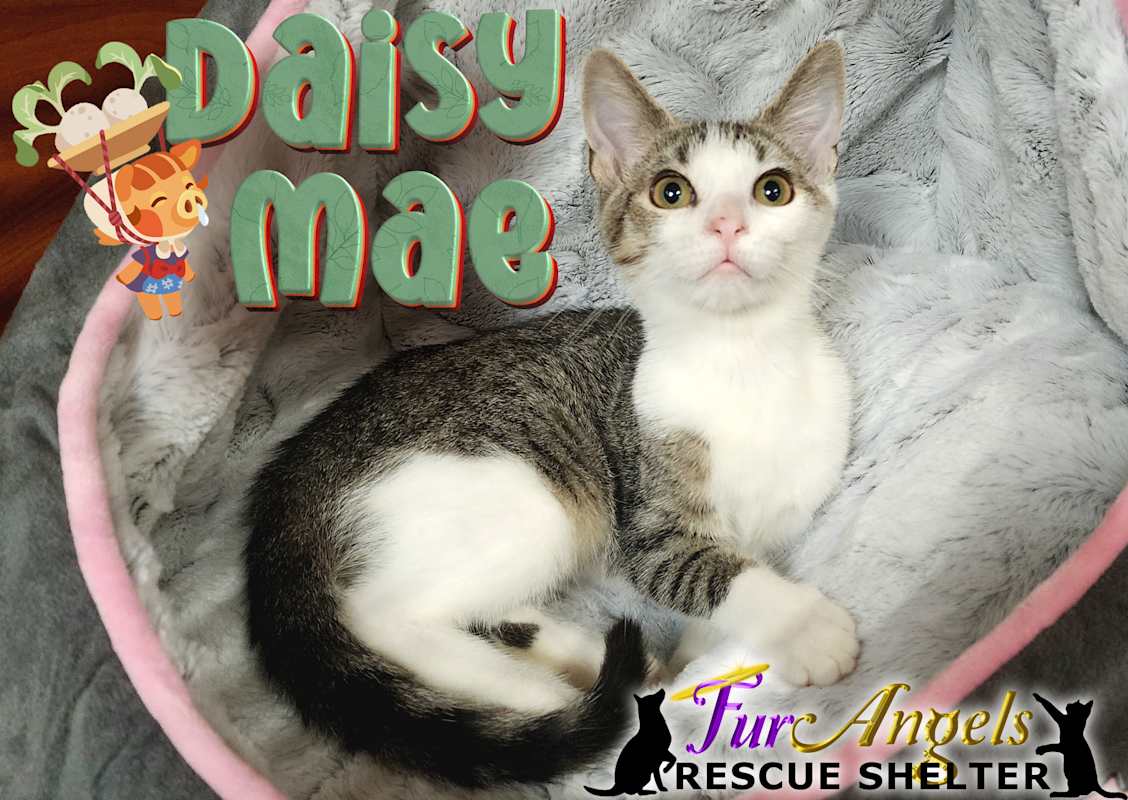 Photo of Daisy Mae #image