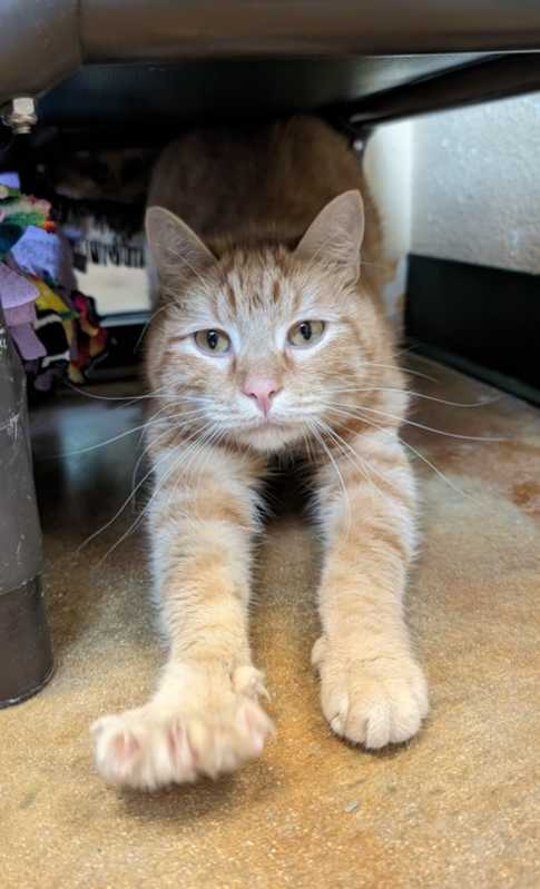 Photo of Godric #image