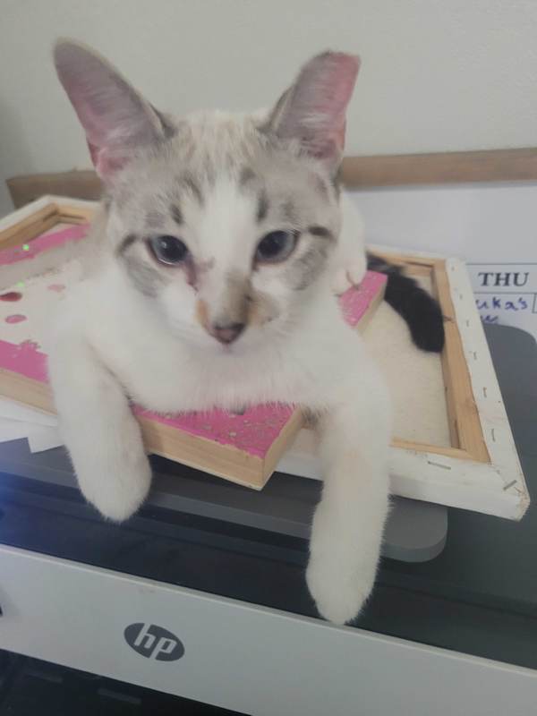 Photo of Latte #image