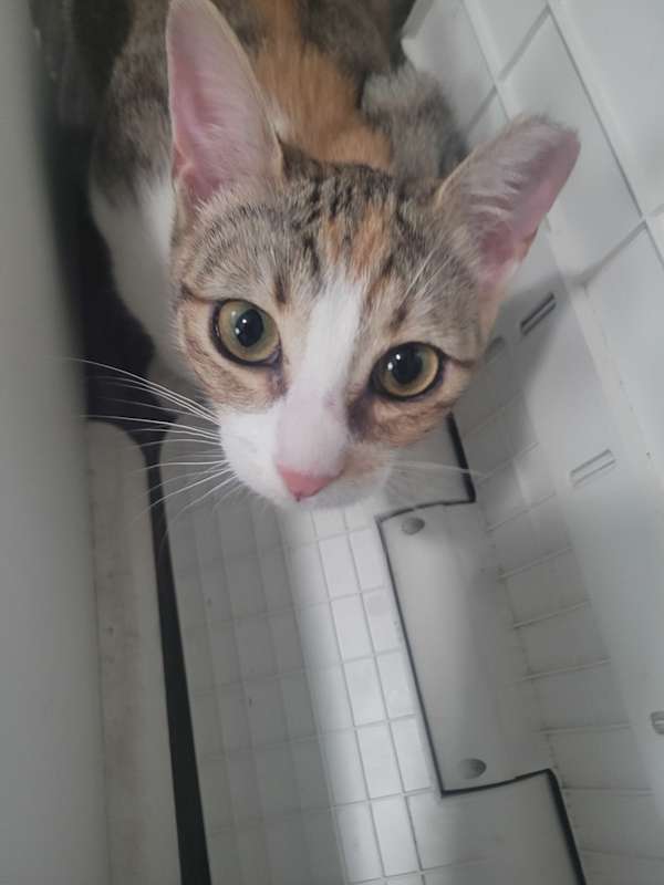 Photo of Mocha #image