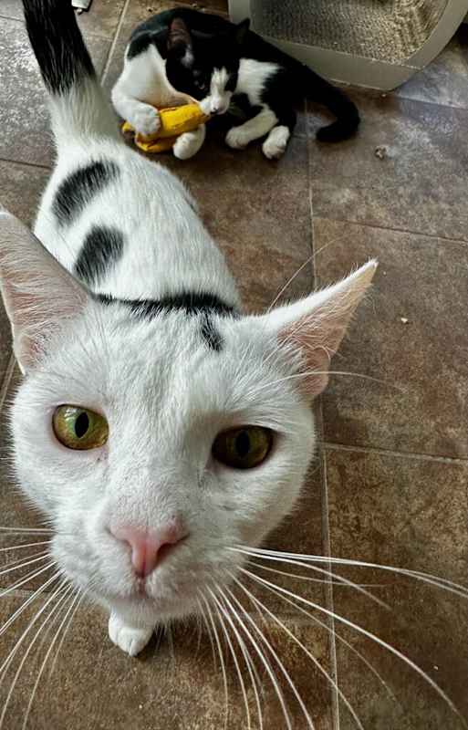 Photo of Remi and Ferdinand #image