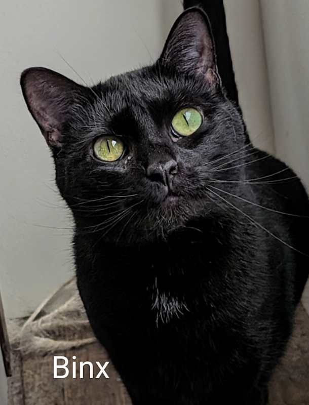 Photo of Binx #image
