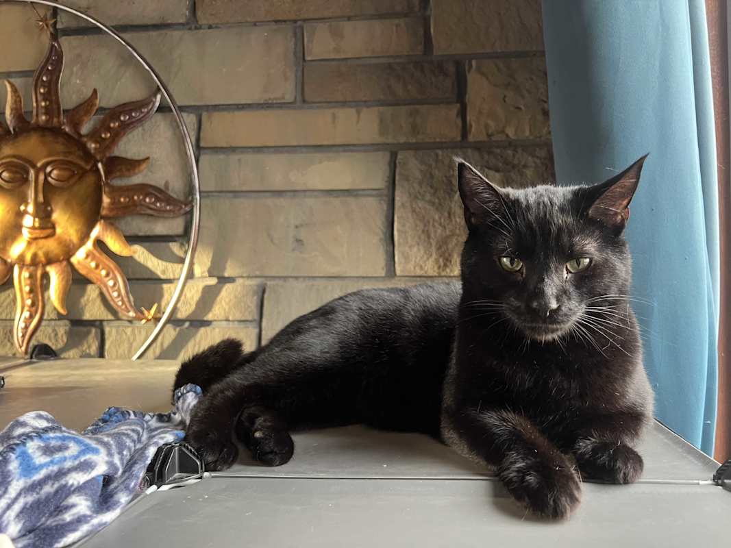 Photo of Binx #image