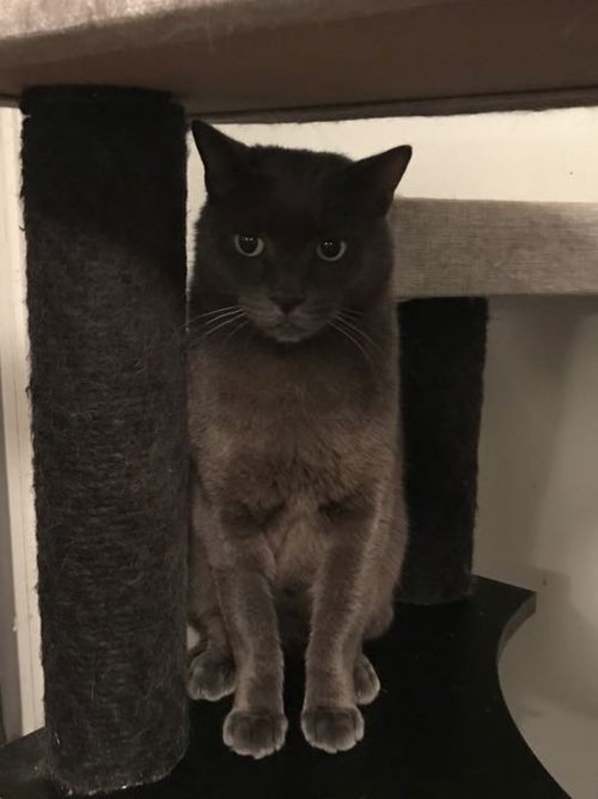 Photo of Amun #image