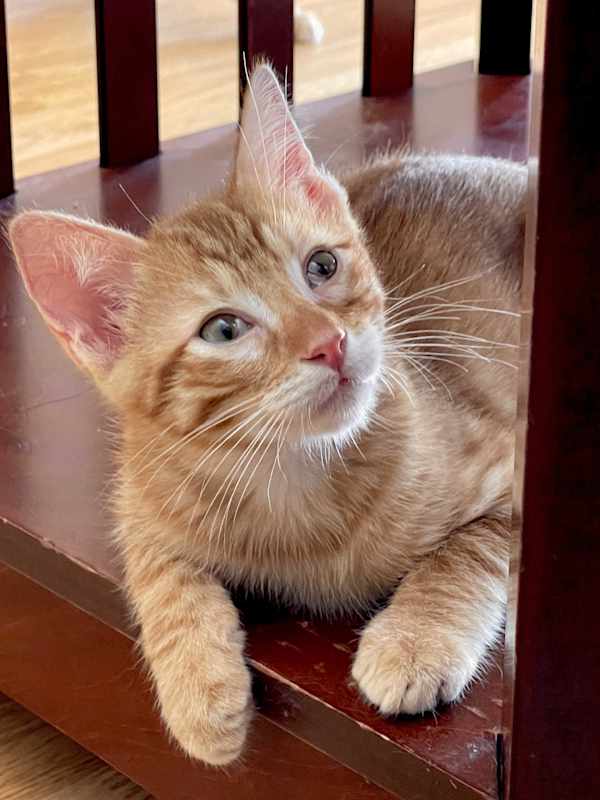 Photo of Pimento #image
