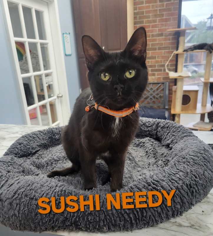 Photo of Sushi Needy #image