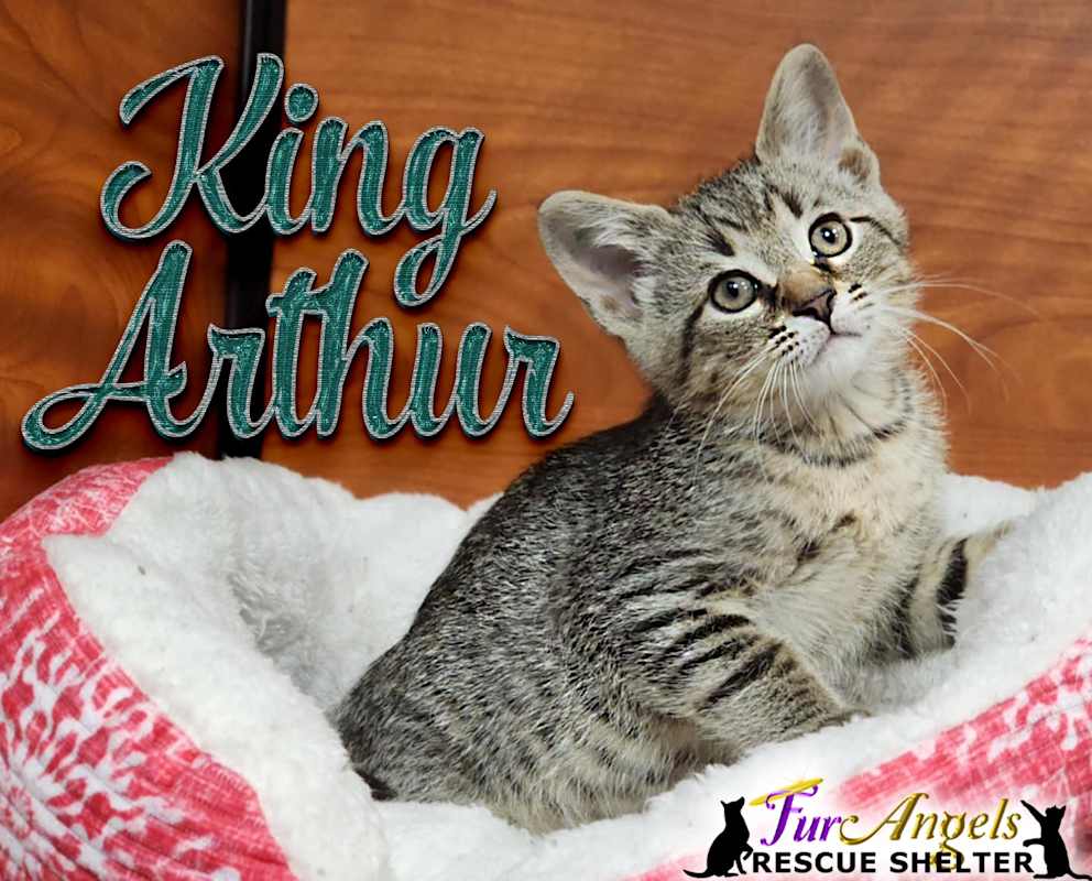 Photo of King Arthur #image