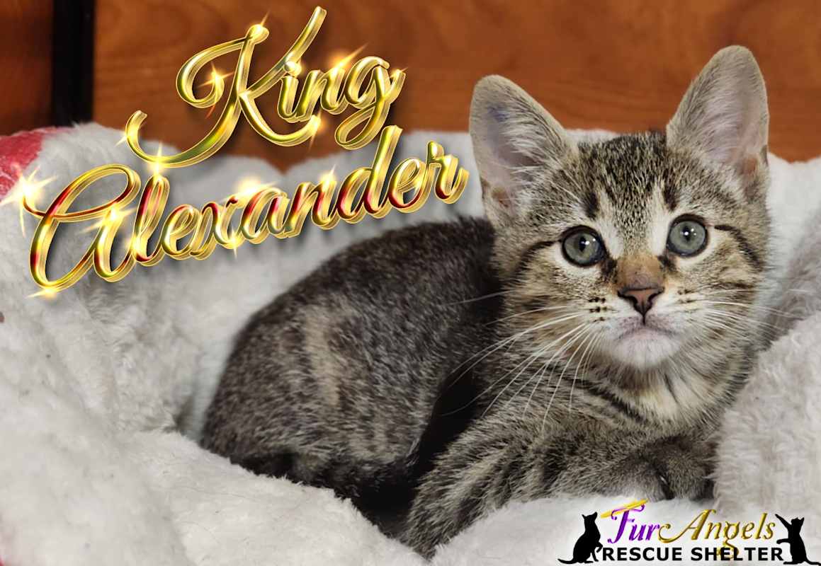 Photo of King Alexander #image