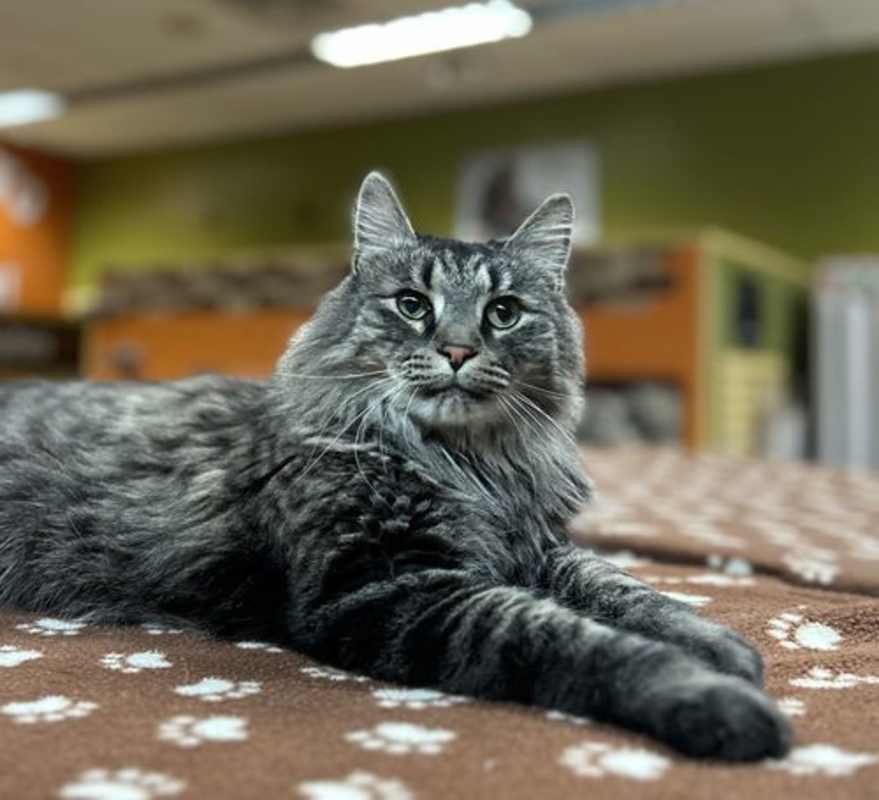 Photo of Rex #image