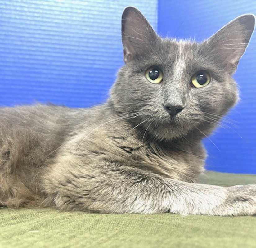 Photo of Endzone Enforcer #image