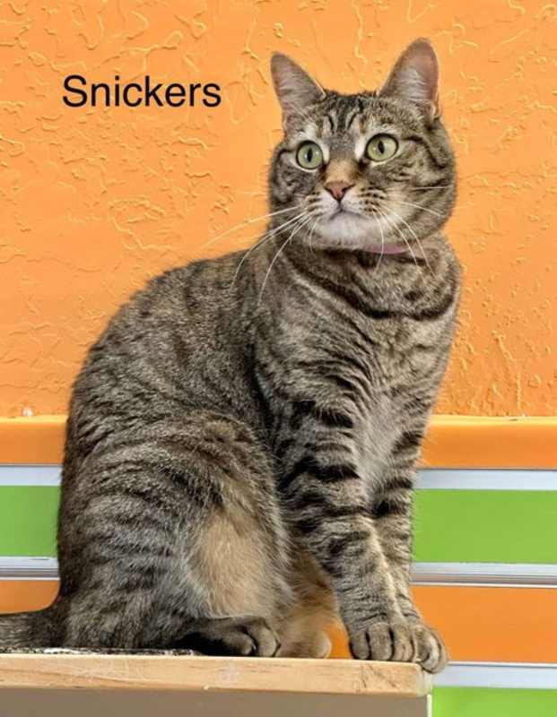 Photo of Snickers #image