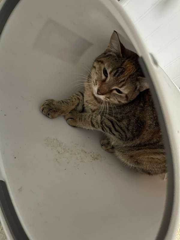 Photo of Cashew #image