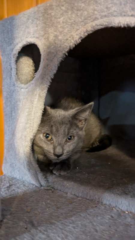 Photo of Merlin the Wise #image