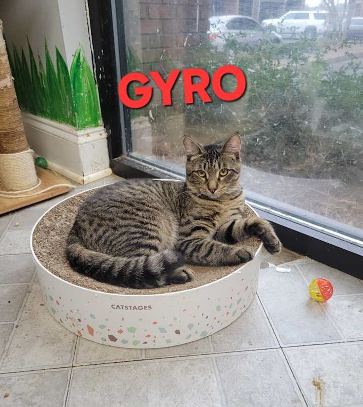 Photo of Gyro #image