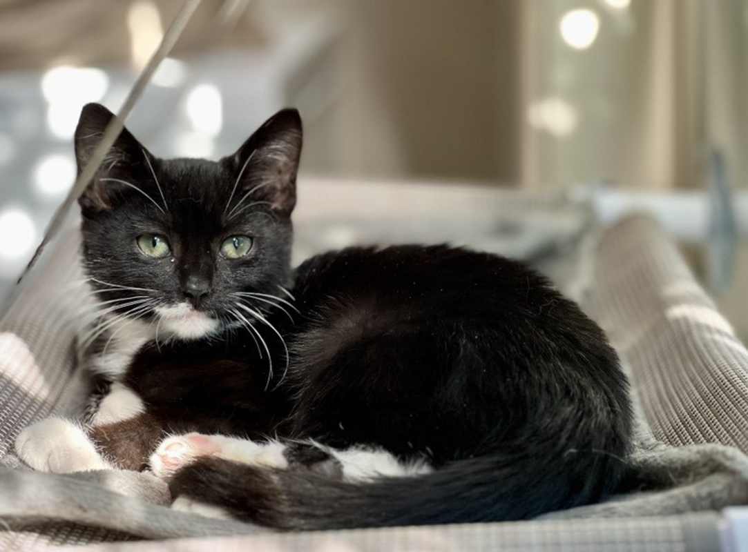 Photo of Obie #image