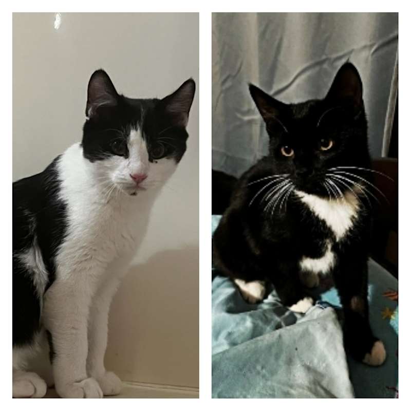 Photo of Rosie & Sadie #image