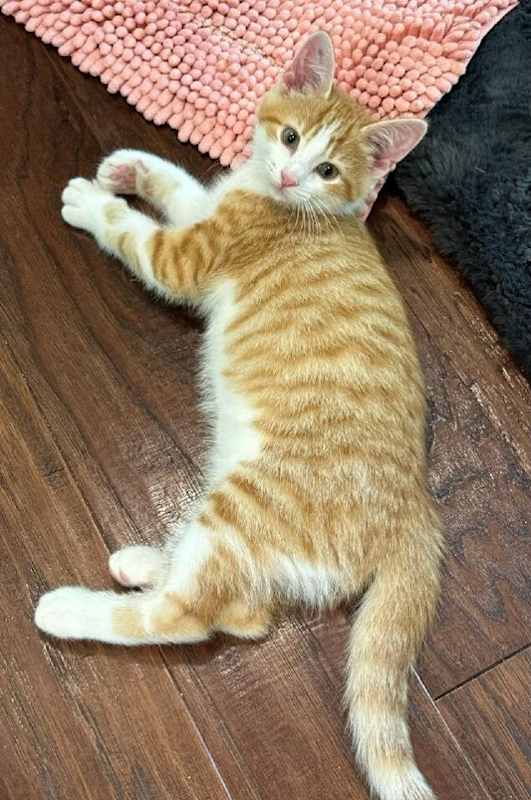 Photo of Tiger #image