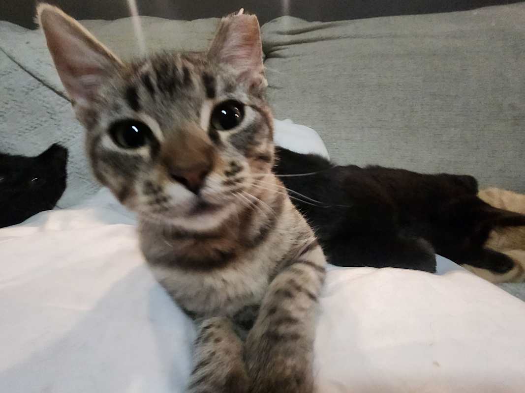 Photo of Baby Cookie #image