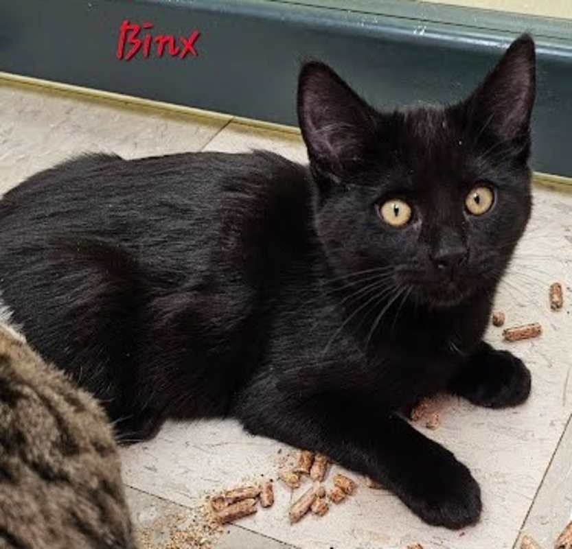 Photo of Binx #image