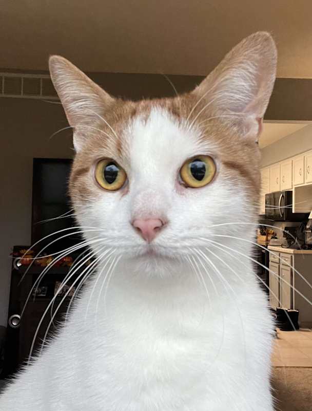 Photo of Vinny #image