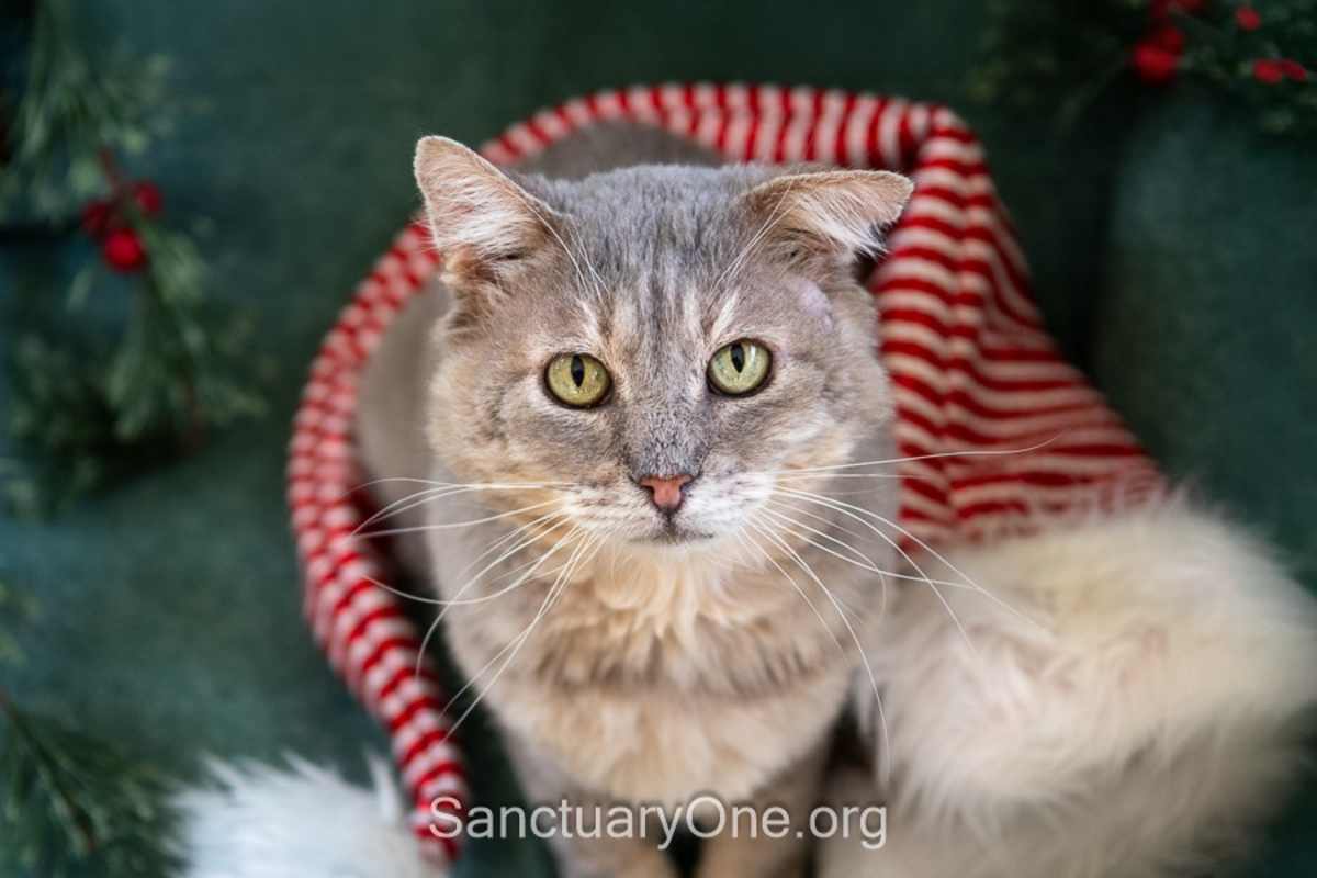 Photo of Zeke #image