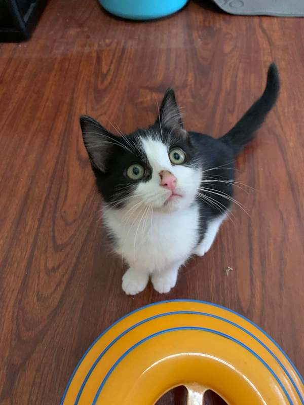 Photo of Oliver #image