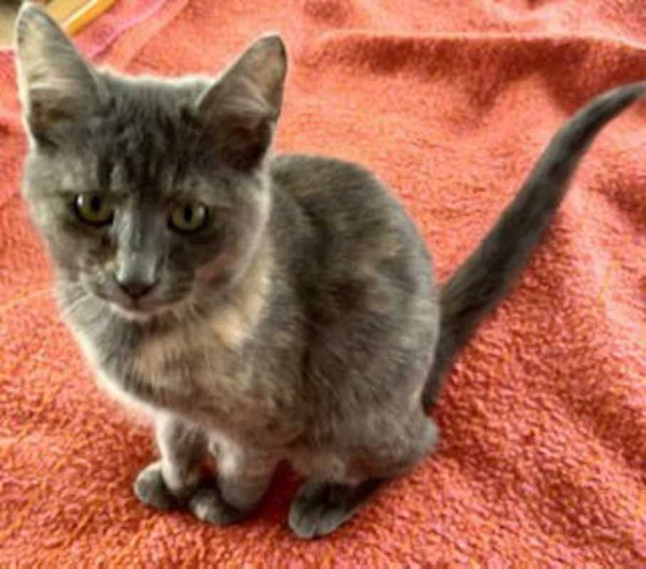 Photo of Lila #image