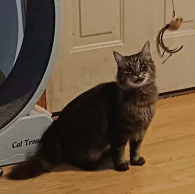 Photo of Tinkerbelll #image