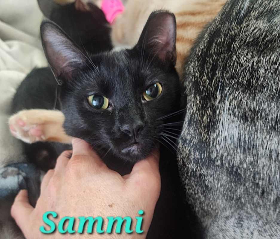 Photo of Sammi #image