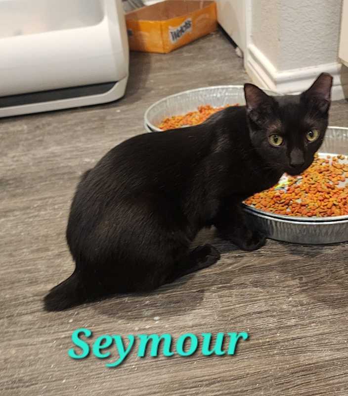 Photo of Seymour #image