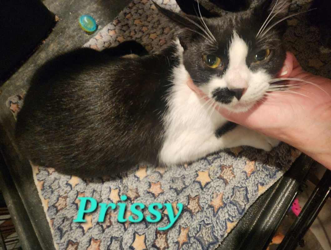 Photo of Prissy #image