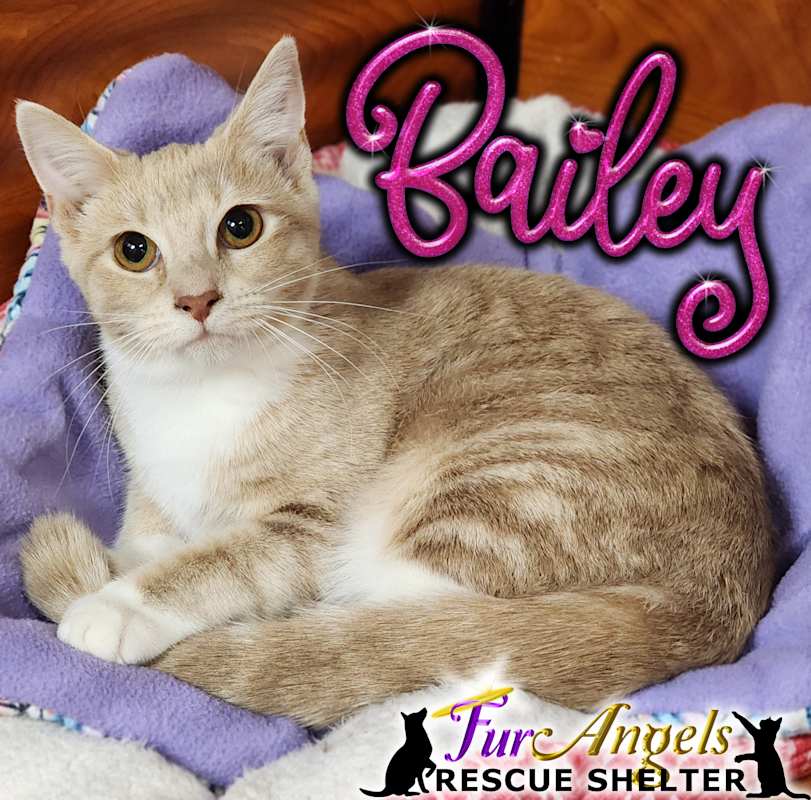 Photo of Bailey #image