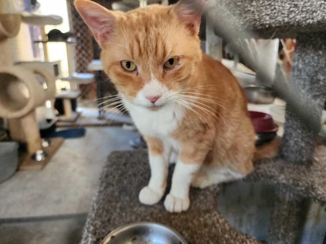 Photo of SIMBA #image