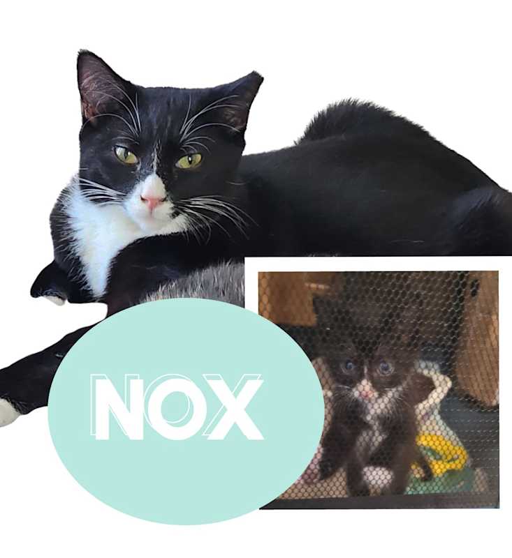 Photo of Nox #image