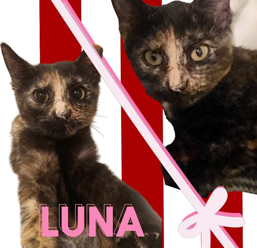 Photo of Luna #image