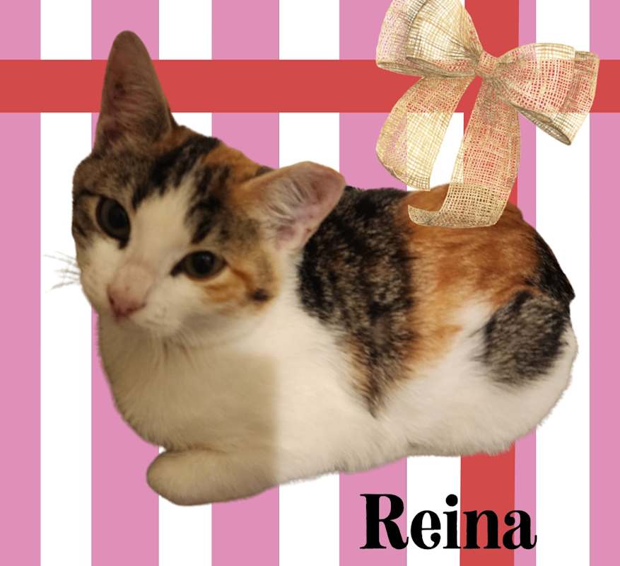 Photo of Reina #image