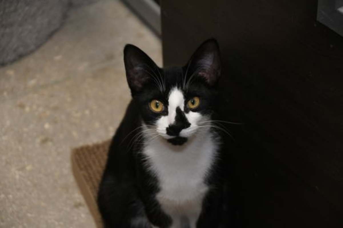 Photo of Ralph #image