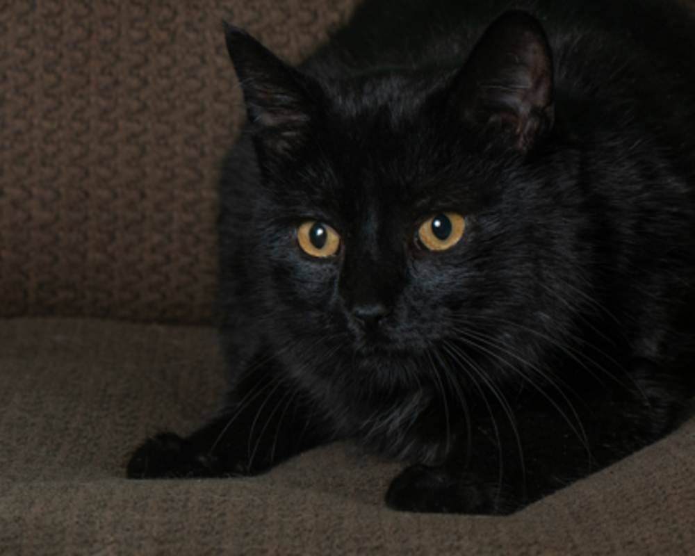 Photo of Booger #image