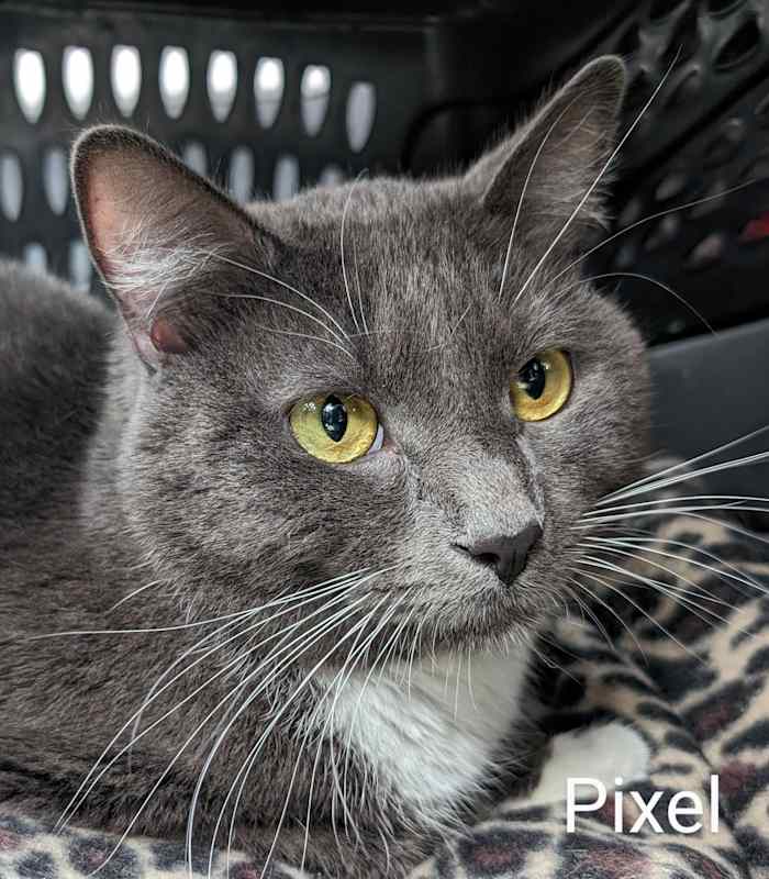 Photo of Pixel #image