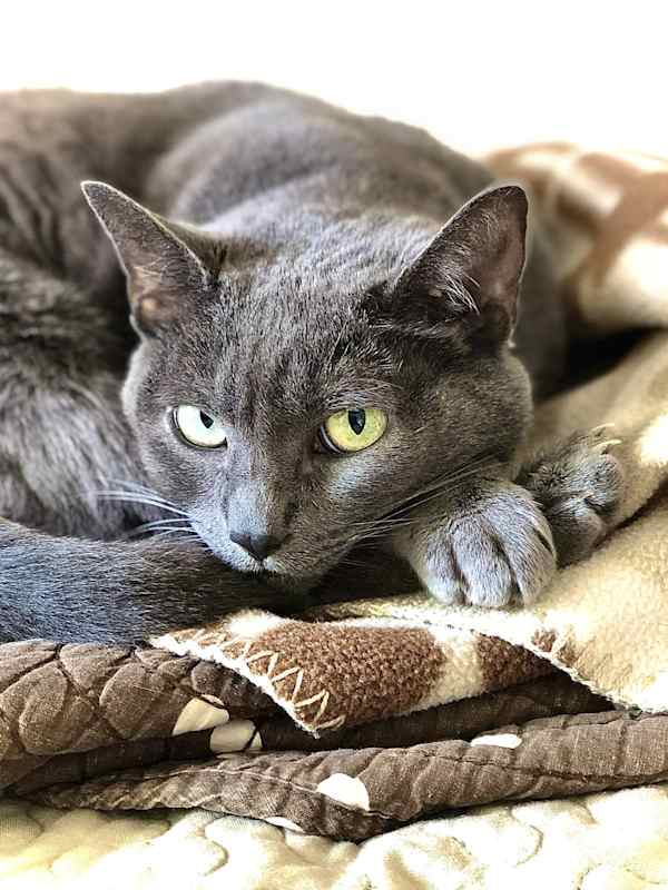 Photo of Ms. Muffin #image
