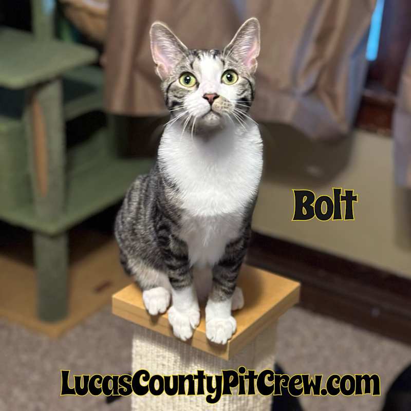 Photo of Bolt #image
