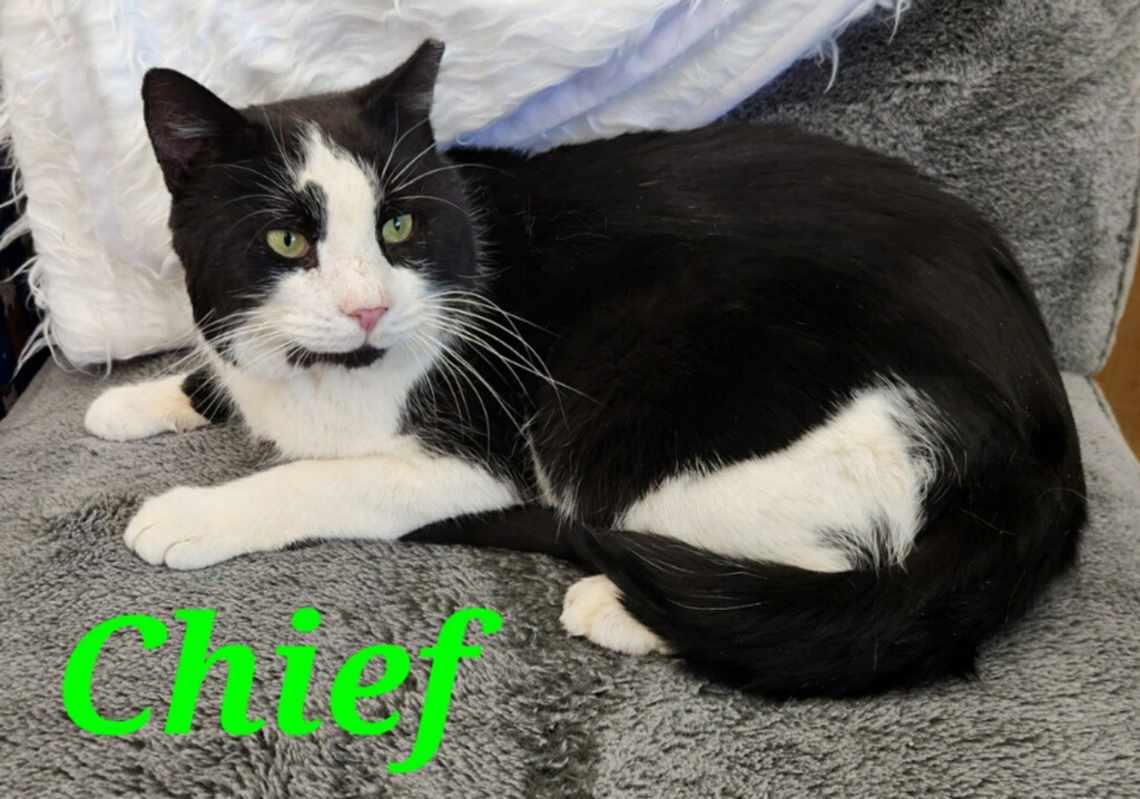 Photo of Chief #image