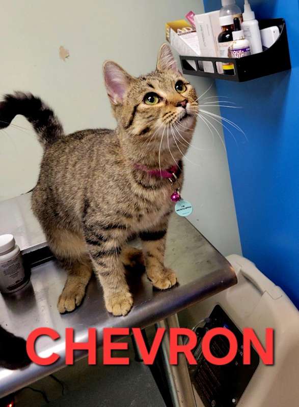 Photo of Chevron (Drain Pipe 3) #image